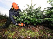 Die Lust auf den Weihnachtsbaum im eigenen Wohnzimmer ist in Deutschland ungebrochen. 