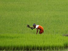 Ohne Monsun gäbe es in Indien keine Landwirtschaft.