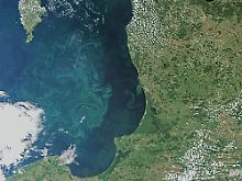 Blaualgen auf der Ostsee im Danziger Becken. Künstlich hervorgerufene Algenblüte könnte der Atmosphäre CO2 entziehen.