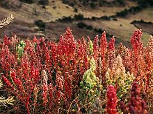 Quinoapflanzen in Peru.