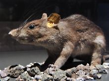 Die Ratte galt als Überträger der gefürchteten Pest  (Tierpräparat).