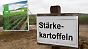 Amflora-Ernte ist "sauber": BASF bekommt Kartoffel zurück 