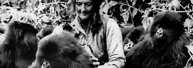 Dian Fossey: selbstlose Retterin der Berggorillas oder fanatische Kreuzzüglerin?