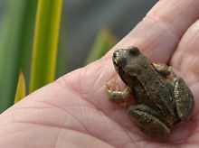 Ein Wasserfrosch: Auch einheimische Arten sind in Europa gefährdet.