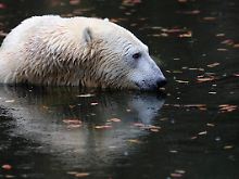 Das ist nicht Walker aus Kingussie.