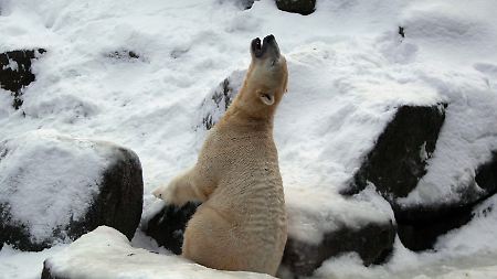 Knut ist erwachsen, der große Rausch vorbei.