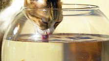 Na dann Prost!: Rezepte gegen den Kater