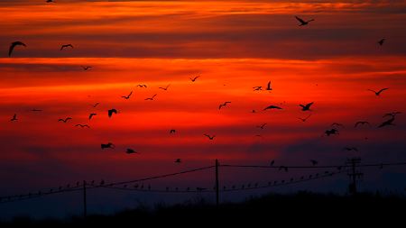 Vögel am griechischen Himmel.