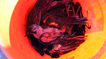 Noch ist unklar, warum die Vögel vom Himmel fielen.
