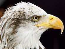 Starren Auges blickt dieser Weißkopfseeadler, Wappentier der USA, in eine schuldenbeladene Zukunft.