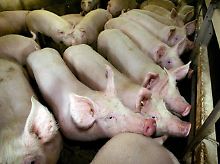 Mit Dioxin verseuchtes Futter wurde auch an Mastputen und Mastschweine verfüttert.