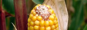 Monsanto: Vor allem in Südamerika steigt die Nachfrage nach gentechnisch verändertem Saatgut.