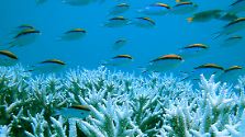 Das größte Korallenriff der Erde: Great Barrier Reef