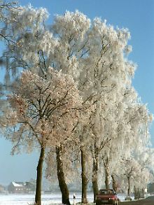 Bei Raureif sehen die Bäume an der Allee zwischen Neuruppin und Rheinsberg wie verzuckert aus.