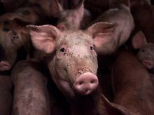 Nun auch betroffen: Schweine in einem Stall in Niedersachsen.