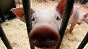 Schwein gehabt: Einstreu und genug Platz sind für Mastschweine heute keineswegs selbstverständlich. 