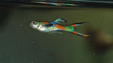 Ein "Endlers Guppy".