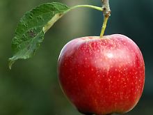 Nicht nur mit gesundem Inneren, sondern auch mit ästhetischem Äußeren: der Apfel.