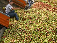 Auch die mit Dellen haben Werte: Viele Äpfel gehen in die Wein- und Mostherstellung.