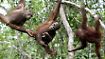 50.000 von ihnen gibt es noch in der schrumpfenden Wildnis von Borneo.