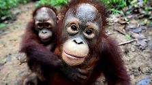 ... wenn keine Maßnahmen ergriffen werden, sind Orang-Utans bis zum Jahr 2050 ausgestorben.