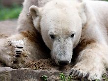 Knut war am Samstag einfach tot zusammengebrochen.