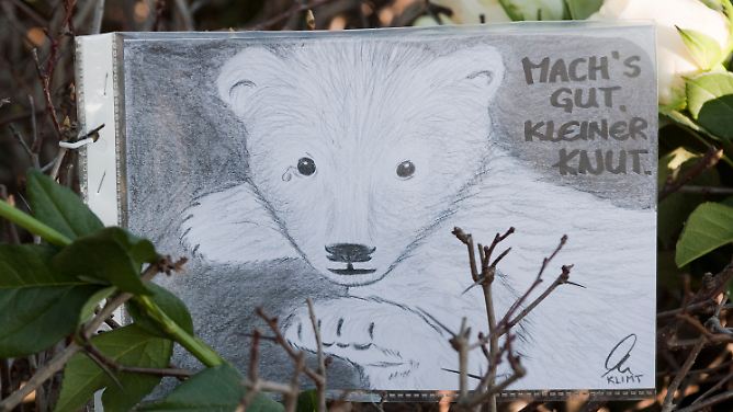 Verständlich oder befremdlich?: Blumen, Kerzen und Karten für Knut