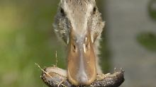 Indische Laufenten lieben Nacktschnecken. Leider sind diese Enten in unseren Gärten recht selten.