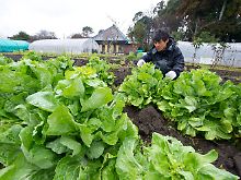 Salat und Kohlgemüse im Umkreis von Fukushima gilt als strahlenbelastet.