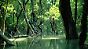 Die Aufnahme zeigt einen Mangrovenwald an der Flußmündung des Daintree-Rivers in Queensland von Australien 