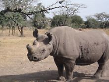 Eines der letzten seiner Art: Im privaten Ol Pejeta Reservat in Kenia wurden vier nördliche Breitmaulnashörner ausgewildert.