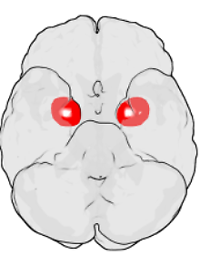 Die Grafik zeigt die rechte und die linke Amygdala im menschlichen Gehirn.