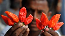 Die "Bhut Jolokia" aus Indien gilt als die schärfste Chili der Welt.