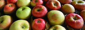 Äpfel senken sogar im getrocknetem Zustand den Cholesterinspiegel. 
