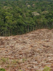 Die Abholzung des Regenwaldes führt zur Verstärkung des Klimawandels.