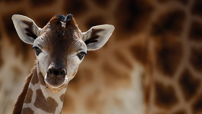 Babyhai, Riesenpanda, Wallaby: Die fabelhafte Welt der Tiere