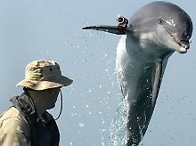 Ein US-Soldat trainiert einen Delfin. (US-Navy-Handout von 2003)