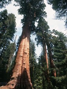Mammutbäume im Redwood Nationalpark in Kalifornien.