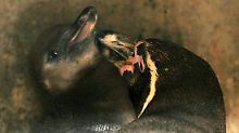 Glückliche Väter: Zwei Pinguin-Männer im Bremerhavener Zoo ziehen zusammen ein Pinguin-Küken auf.