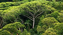 Die Einnahme von ASS kann die Folgen bestimmter tropischer Infektionskrankheiten verschlimmern. (Regenwald in Brasilien)