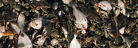 "Beifang" auf einem Nordsee-Krabbenkutter: Schollen, Krebse, Seesterne und andere Meerestiere.
