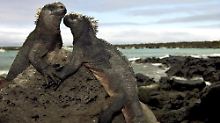 Zwei Meerechsen bei Puerto Ayora auf den Galapagos-Inseln im Pazifik vor Südamerika.