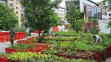 Vom Balkongärtner zum Samenbomber: "Urban Gardener" erobern die Städte