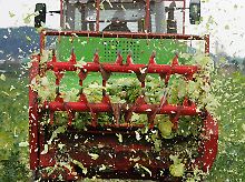 Bei Hannover vernichtet ein Bauer seine Salaternte noch auf dem Feld.