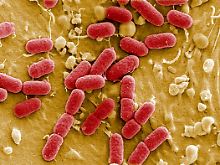 Der EHEC-Erreger ist mutiert und damit gegen Antibiotika resistent.