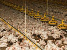 Ohne Antibiotika würden die zu Tausenden eng zusammengepferchten Tiere nicht bis zum Ende ihrer Mastzeit überleben.