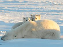 Schlechte Nachrichten für die Eisbären - hier eine Bärenmutter mit zwei Jungen nahe Churchill in Kanada.