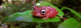 Unter den magadassischen Tieren sind der Frosch Boophis pyrrhus, ...