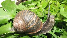 Wie frisst eine Weinbergschnecke?