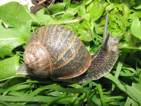Wie frisst eine Weinbergschnecke?